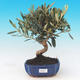 Room bonsai - Olea europaea - European Oliva - 1/7