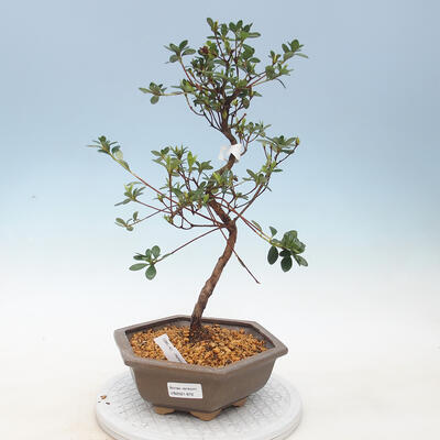 Outdoor bonsai - Japanese azalea - Azalea KINU NO MAI - 1