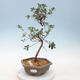 Outdoor bonsai - Japanese azalea - Azalea KINU NO MAI - 1/2