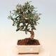 Room bonsai - Olea europaea sylvestris -Oliva European drobnolistá - 1/3
