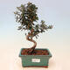 Room bonsai - Olea europaea sylvestris -Oliva European drobnolistá - 1/3