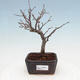 Outdoor bonsai - Photinia villosa - Photinia villosa - 1/5