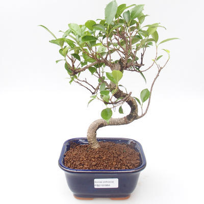 Indoor bonsai - Ficus kimmen - small leaf ficus PB2191884