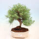 Indoor bonsai-Pinus halepensis-Aleppo pine - 1/4