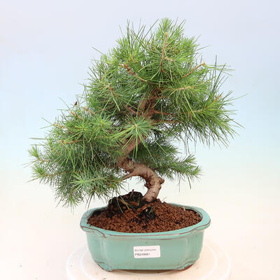 Indoor bonsai-Pinus halepensis-Aleppo pine - 1