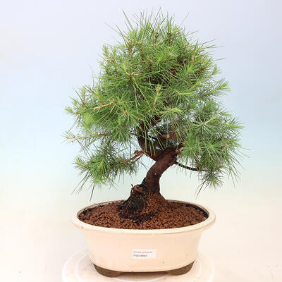 Indoor bonsai-Pinus halepensis-Aleppo pine - 1