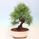 Indoor bonsai-Pinus halepensis-Aleppo pine - 1/4