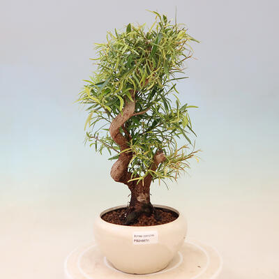 Indoor bonsai - Ficus nerifolia - small-leaved ficus - 1