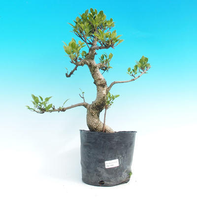 Events - 50% of small-ficus leaves - plastic container - 1