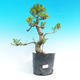 Events - 50% of small-ficus leaves - plastic container - 1/2