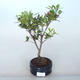 Outdoor bonsai - Rhododendron sp. - Pink azalea - 1/3