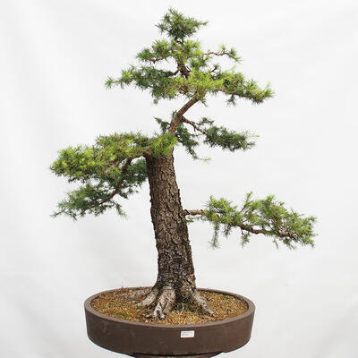 Outdoor bonsai Deciduous larch Larix decidua - 1
