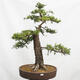 Outdoor bonsai Deciduous larch Larix decidua - 1/5