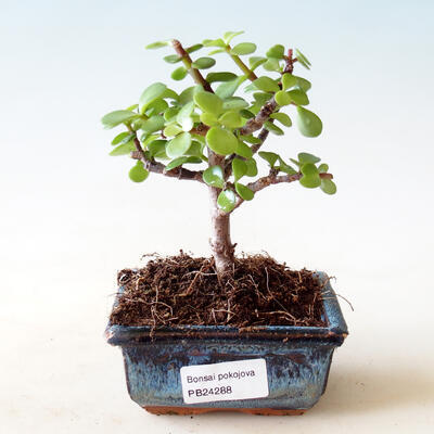 Indoor bonsai - Portulakaria Afra - Tlustice - 1