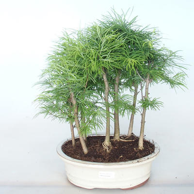 Outdoor bonsai -Pseudolarix amabis-Pamodřín LESÍK - 1