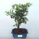 Outdoor bonsai - Rhododendron sp. - Pink azalea - 1/2