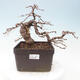 Outdoor bonsai -Larix decidua - Larch - 1/5