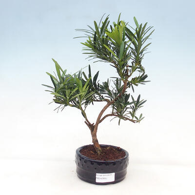Outdoor bonsai Acer palmatum - Maple palm - 1