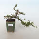 Outdoor bonsai-Cotoneaster horizontalis-Rockrose - 1/3