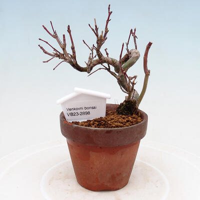 Outdoor bonsai Acer palmatum - Maple palm - 1