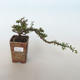 Outdoor bonsai-Cotoneaster horizontalis-Rockrose - 1/3