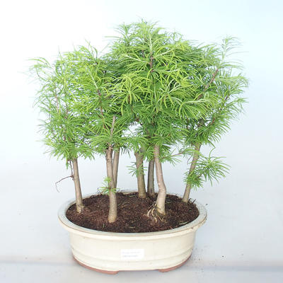 Outdoor bonsai -Pseudolarix amabis-Pamodřín LESÍK - 1