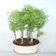 Outdoor bonsai -Pseudolarix amabis-Pamodřín LESÍK - 1/3