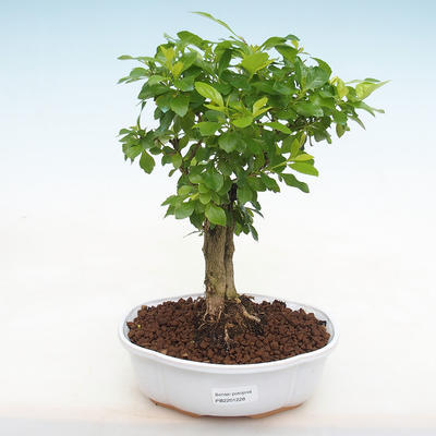 Indoor bonsai - Duranta erecta Aurea PB2201228 - 1