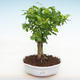 Indoor bonsai - Duranta erecta Aurea PB2201228 - 1/3