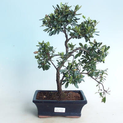 Outdoor bonsai - Rhododendron sp. - Pink azalea - 1