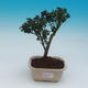 Room bonsai - Ilex crenata - Holly - 1/4