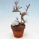 Outdoor bonsai Acer palmatum - Maple palm - 1/4
