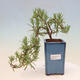 Indoor bonsai - Rosemary-Rosmarinus officinalis - 1/3