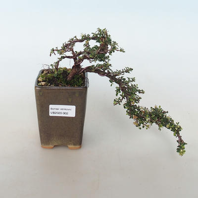Outdoor bonsai-Cotoneaster horizontalis-Rockrose - 1