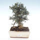 Indoor bonsai - Olea europaea sylvestris -Oliva European small leaf PB2192033 - 1/6
