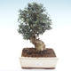 Indoor bonsai - Olea europaea sylvestris -Oliva European small leaf PB2192036 - 1/6