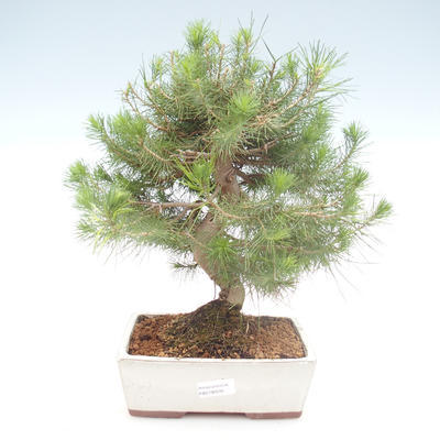 Indoor bonsai-Pinus halepensis-Aleppo pine PB2192039