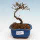 Outdoor bonsai - Ligustrum obtusifolium - Dull-leaved bird's-bill - 1/5