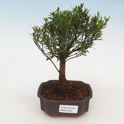 Indoor bonsai Syzygium -Pimentovník - 1