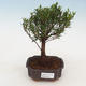 Indoor bonsai Syzygium -Pimentovník - 1/4