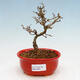 Outdoor bonsai - Ligustrum obtusifolium - Dull-leaved bird's-bill - 1/5