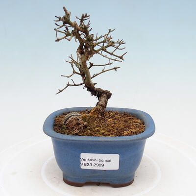 Outdoor bonsai - Ligustrum obtusifolium - Dull-leaved bird's-bill - 1