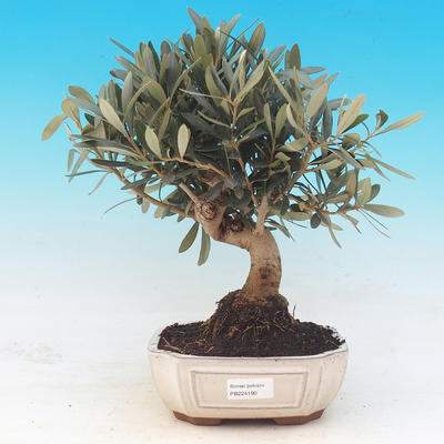 Room bonsai - Olea europaea - European Oliva - 1