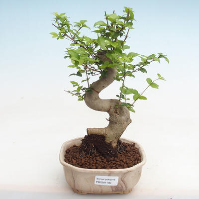 Indoor bonsai -Ligustrum chinensis - Bird's beak PB2201190