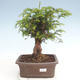 Outdoor bonsai - Taxus bacata - Red yew - 1/3