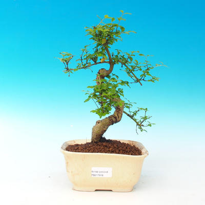 Room -Ligustrum bonsai chinensis - privet - 1