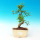 Room -Ligustrum bonsai chinensis - privet - 1/3