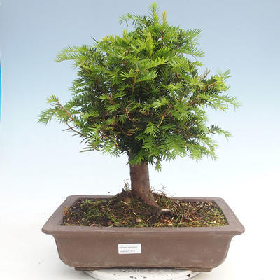 Outdoor bonsai - Taxus bacata - Red yew - 1