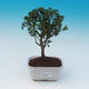 Room bonsai - Ilex crenata - Holly - 1/4