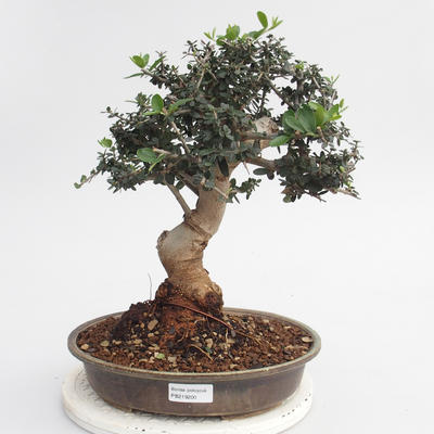 Room bonsai - Olea europaea sylvestris - Olive European bacilli - 1